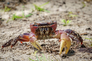 One of Cocos Island's Land Crabs
